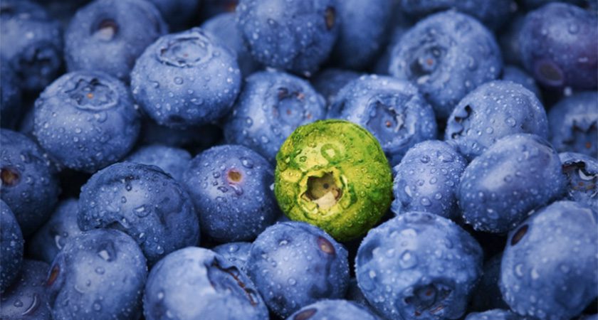 A close-up detailed image of a pile of blueberries, one of which is green rather than blue